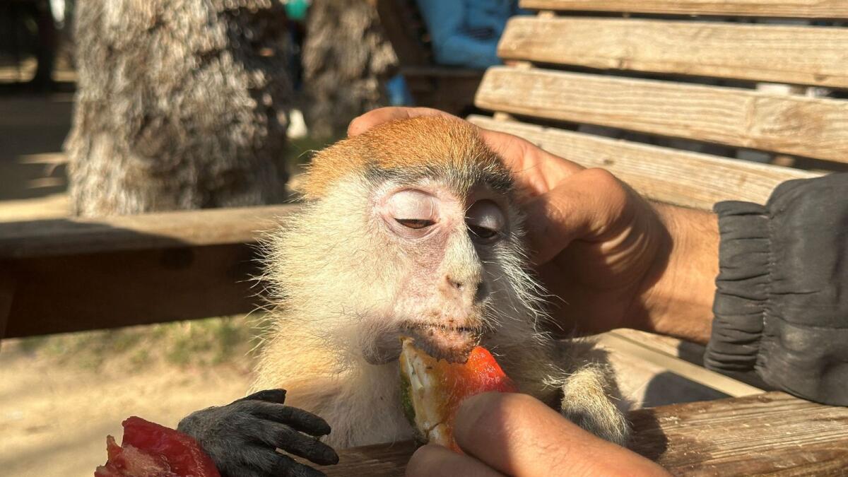 A Palestinian man feeds a monkey at a zoo in Rafah. — Reuters