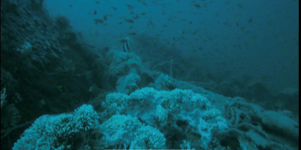 Coral and sea life on the 80-year-old wreck which sits upright on the sea bed