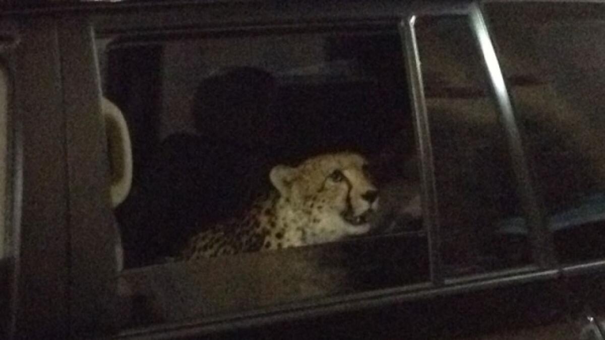 A cheetah out on the prowl - in an SUV!