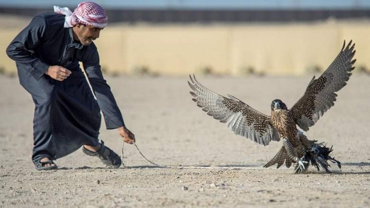 Dubai falconer modifies drones to give preys eye view