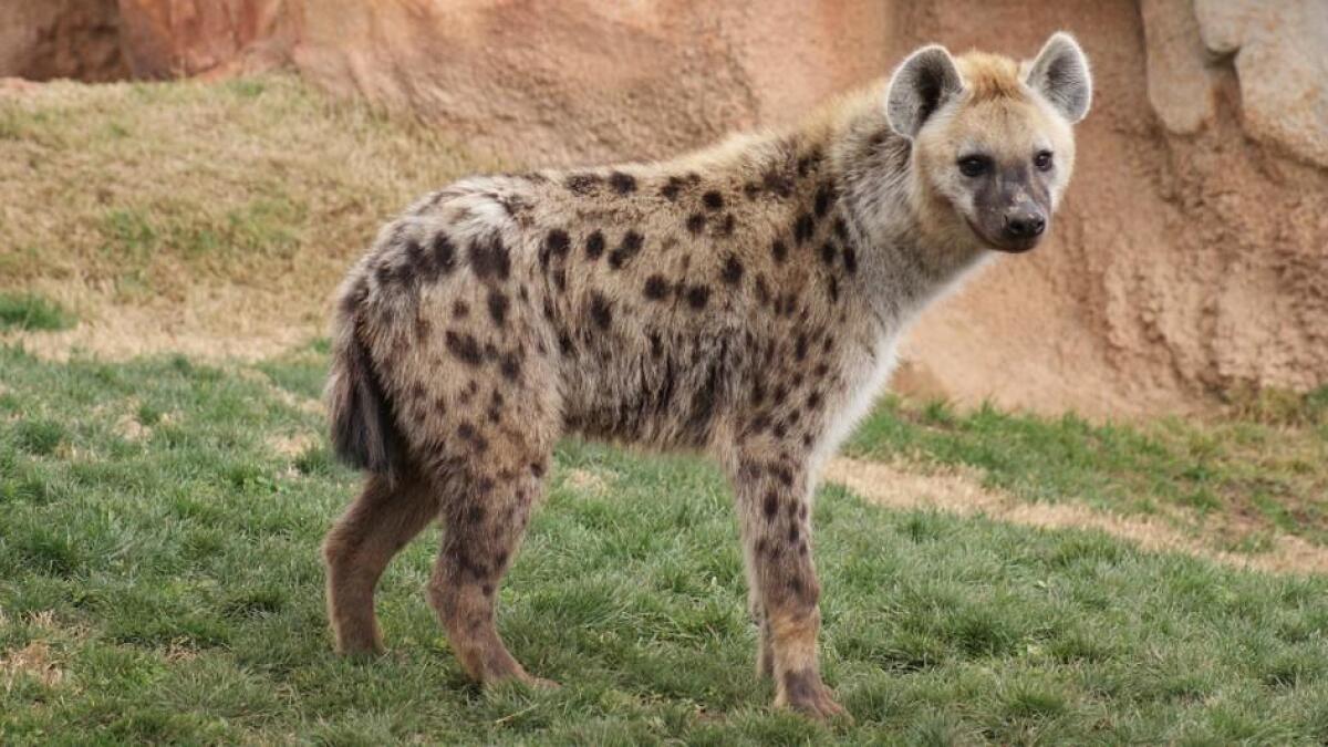 This Gulf restaurant was serving HYENA MEAT to customers