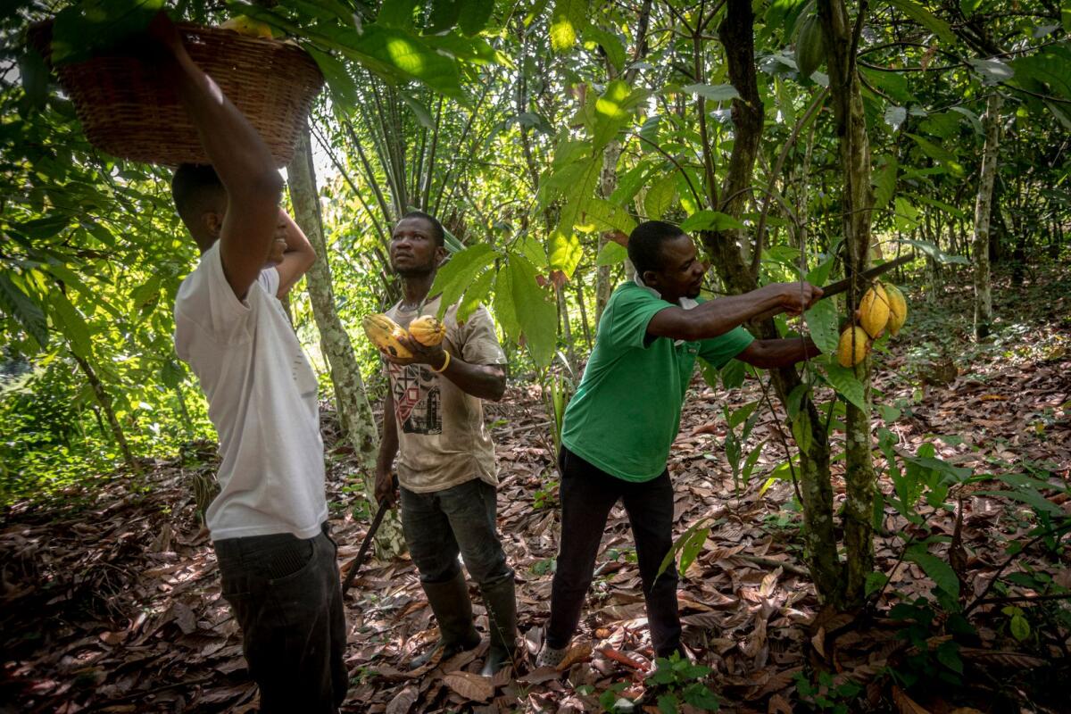 Farmers harvest cocoa pods on a farm in Asikasu, a town in Eastern Region of Ghana. — AFP
