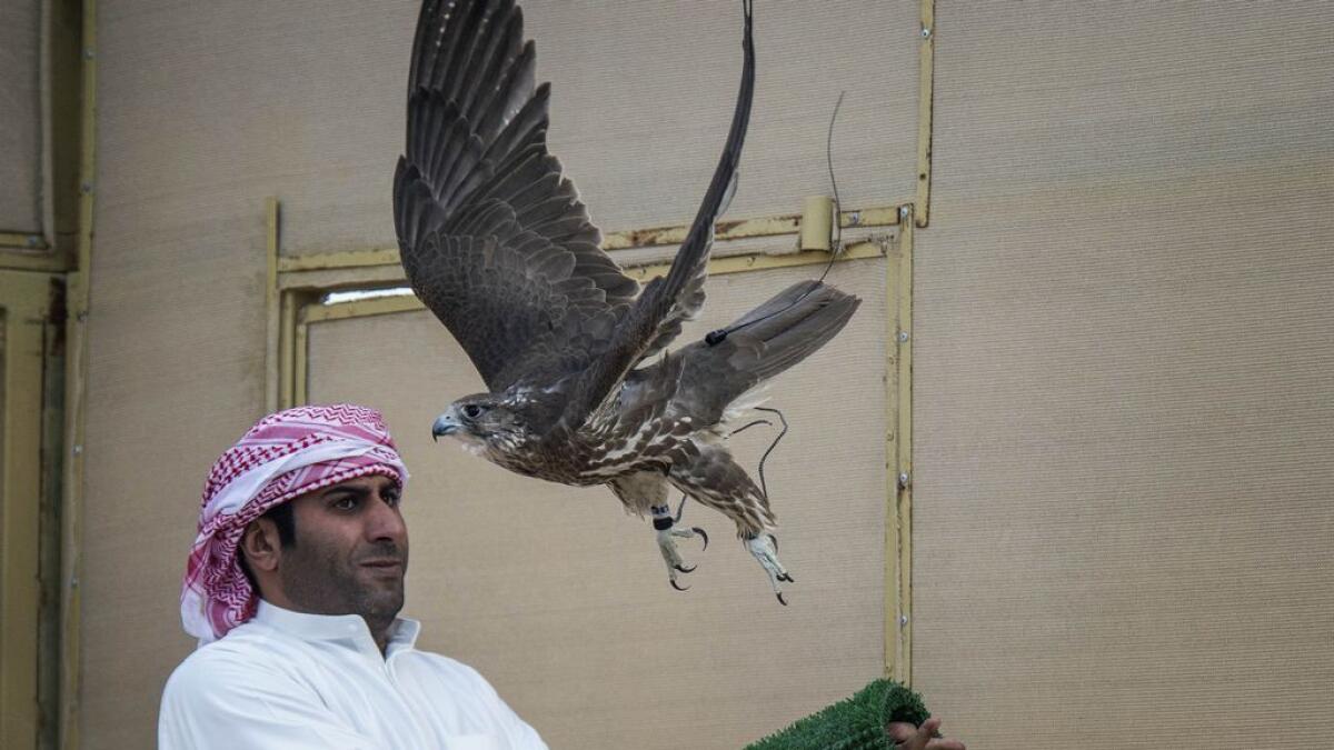 Sheikh Hamdans falcon wins championship