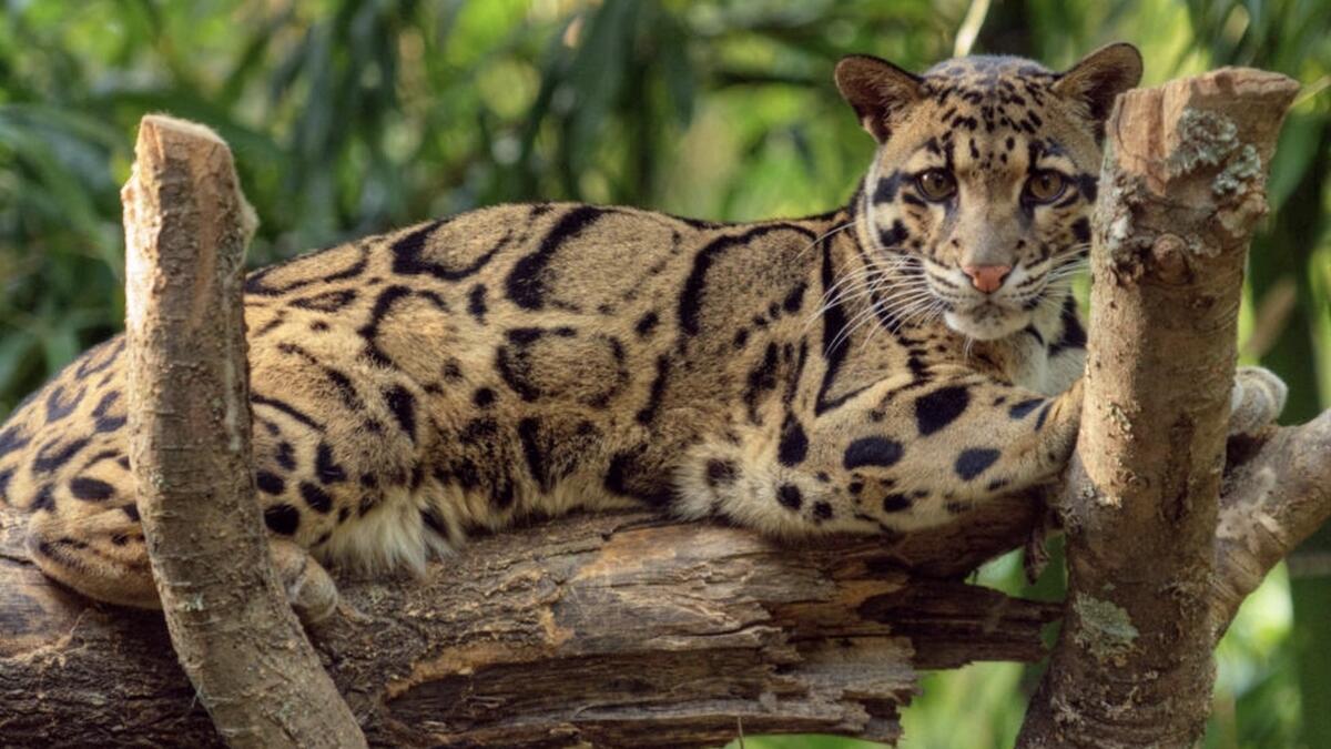 The clouded leopard is known to roam the forests of Mizoram