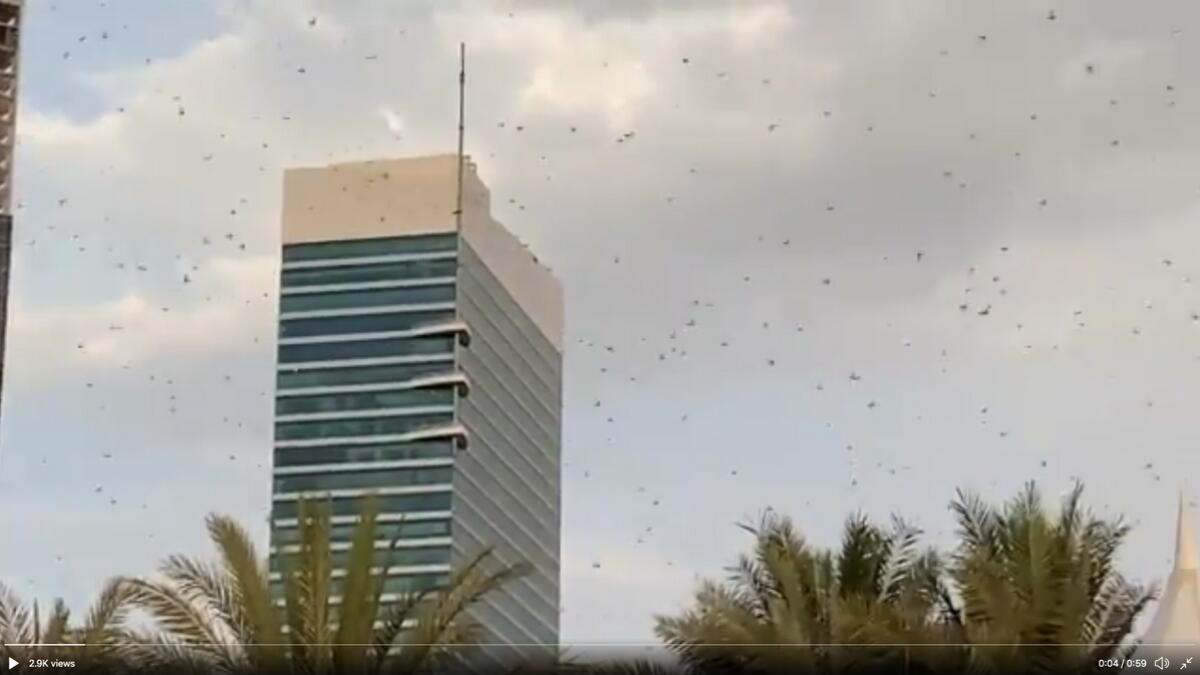 Strong wind, brings, locust swarms, Dubai, Abu Dhabi