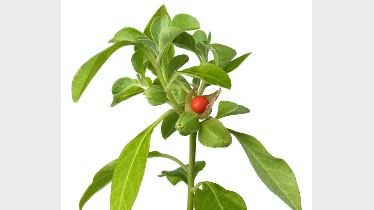 Green Ashwagandha plant with red berry. Alamy photo