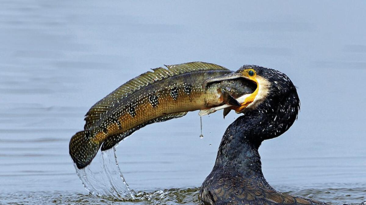 MOUTHFUL: A great cormorant grabs its meal.