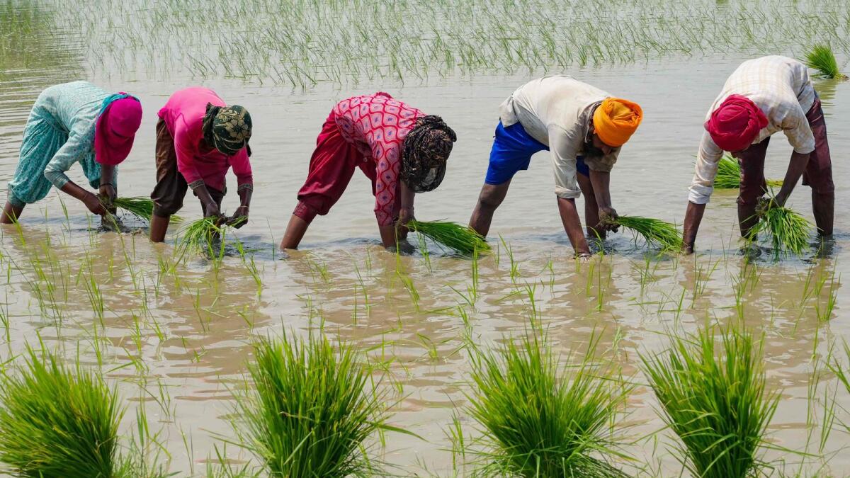 Farmers plant rice saplings in a paddy field on the outskirts of Amritsar, India. — AFP file
