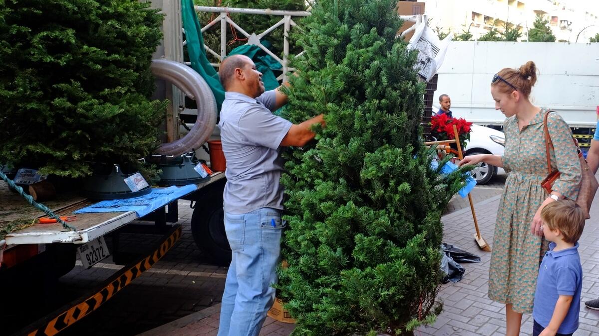 Real trees, takers, UAE, Christmas, December, hotel lobbies, artificial Christmas tree, supermarkets