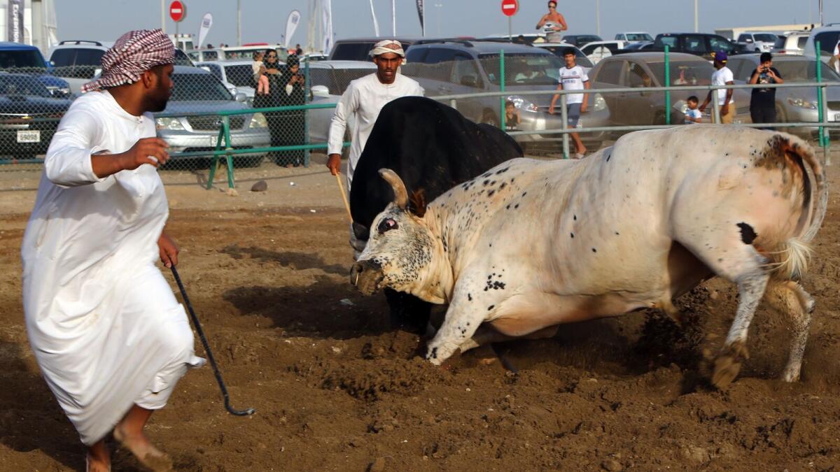 Bullfights are a weekly event at a ring close to the beach in Fujairah. Organisers admit the sport is rough but insist it is animal-friendly, and they ensure the bull is never killed. - AFP