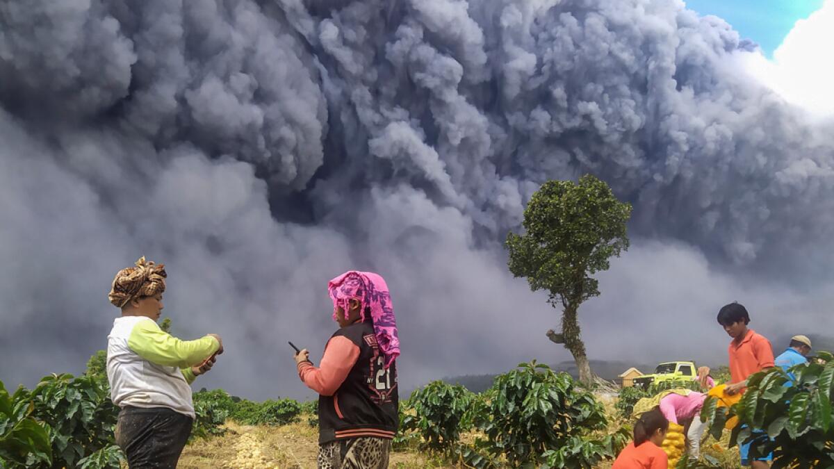 Locals harvest their potatoes as Mount Sinabung spews volcanic ash in Karo, North Sumatra province, Indonesia. Photo: Reuters