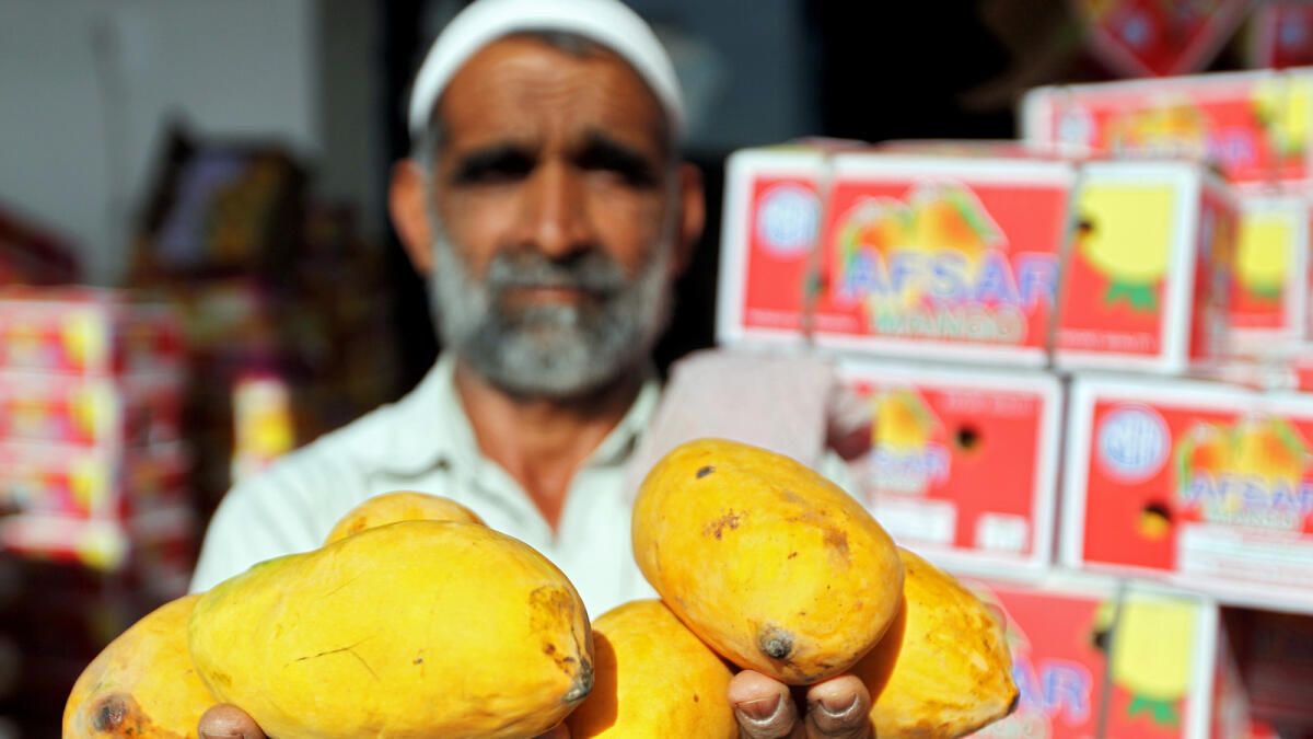A man showing the Pakistani Sindhri mangoes at the wholesale market in Al Awir.