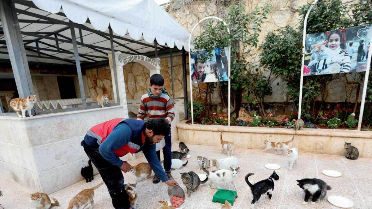 Mohammed Alaa Al Jaleel scoops out mincemeat onto plates to feed cats at lunchtime at Ernesto’s Cat Sanctuary that he runs in Kfar Naha, an opposition-held town in Aleppo province in Syria. — AFP