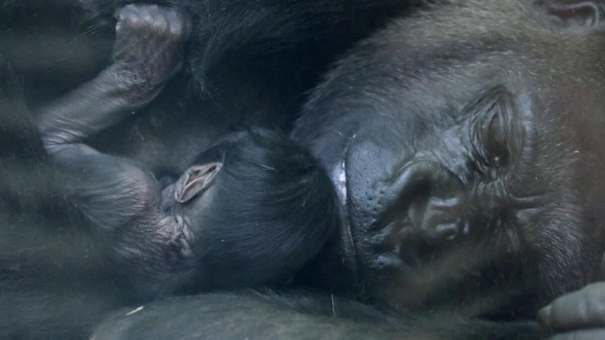 A new born baby Western lowland gorilla is seen with its mother Mambele at the Antwerp zoo in Antwerp, Belgium. Photo: Reuters