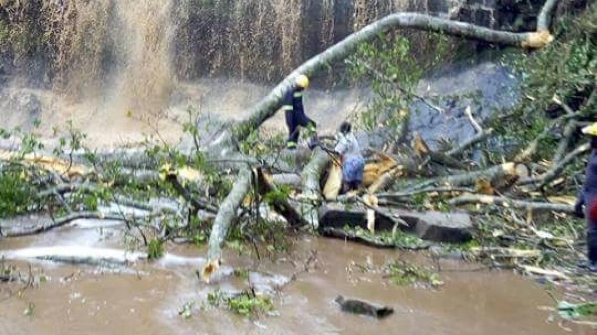 16 dead as huge tree falls on tourists under waterfall