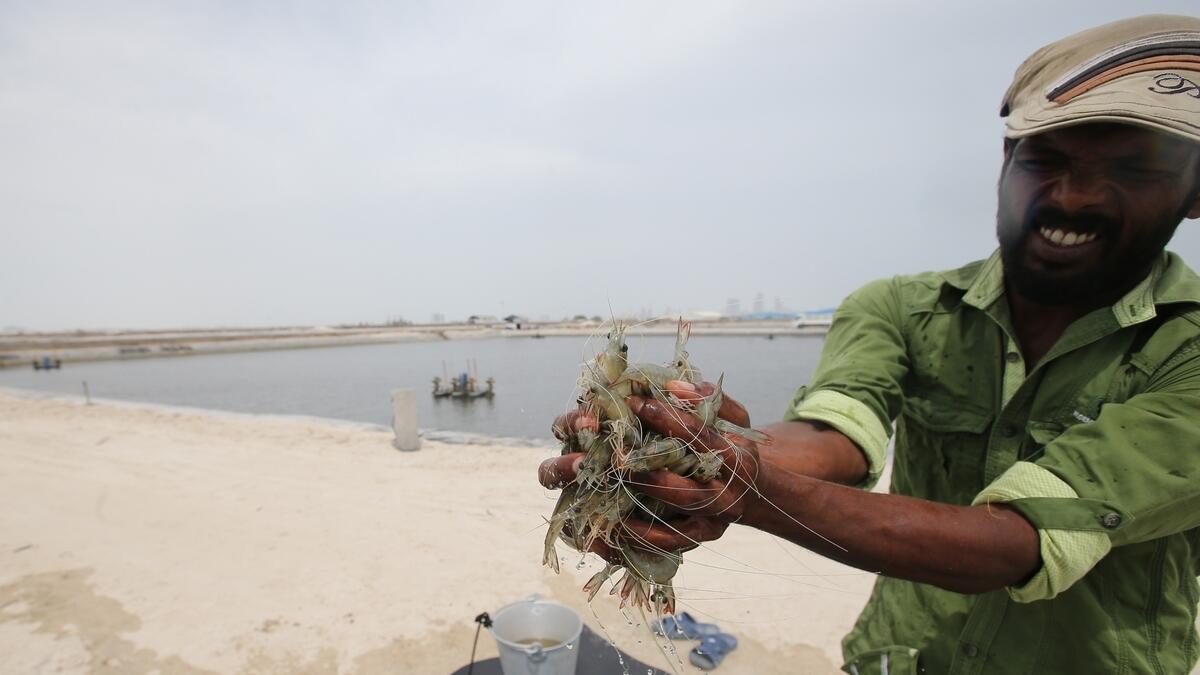 Commercial seafood producer Al Jaraf Fisheries is the only shrimp farm in the country.