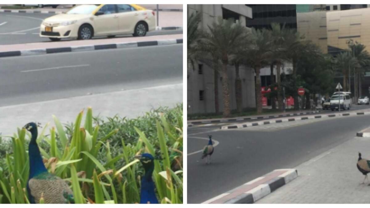 Video: Have you spotted peacocks on this Dubai road? 