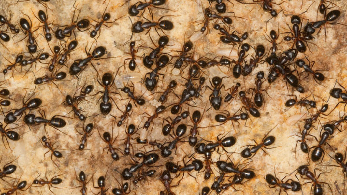 Ants save young girl from being raped by 29-year-old man