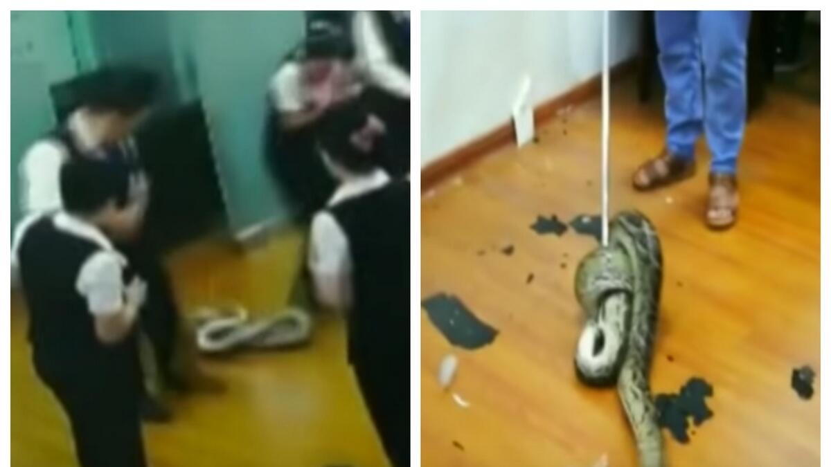 Video: Bank employees flee after massive python falls from the ceiling