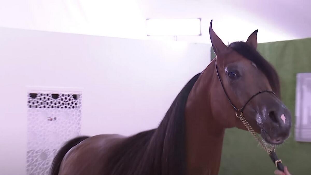 Video: Sheikh Mohamed gives President Xi an Arabian horse 