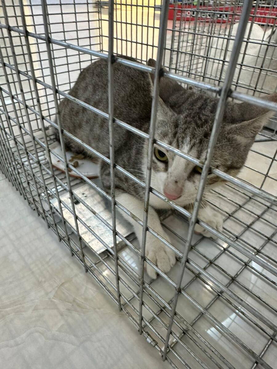 A cat caught in one of the traps