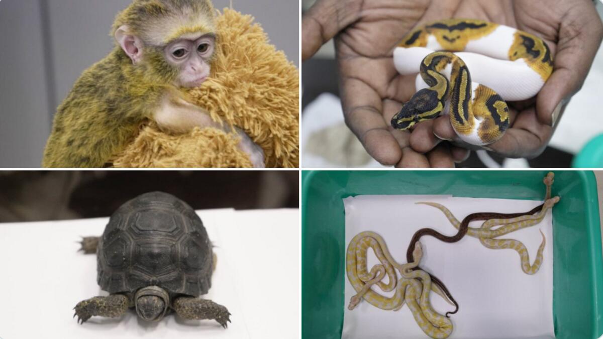 The animals seized from the baggage of a passenger at Chennair airport in India. — ANI