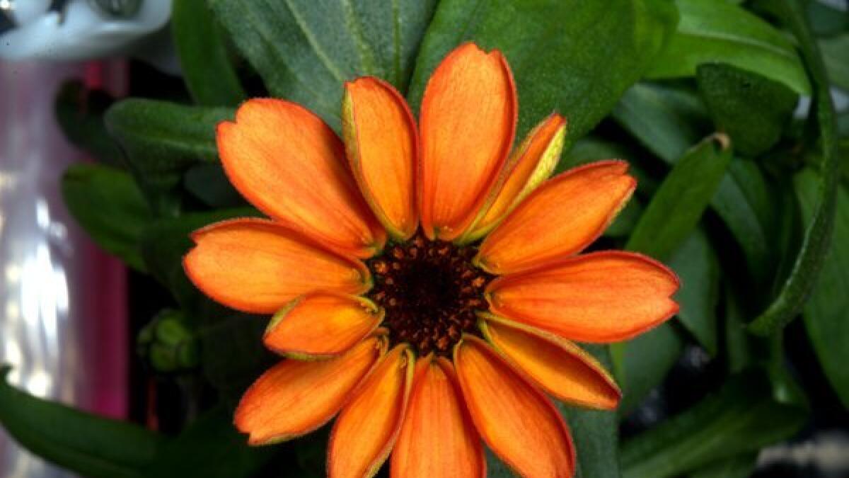 First flower ever grown in space blooms