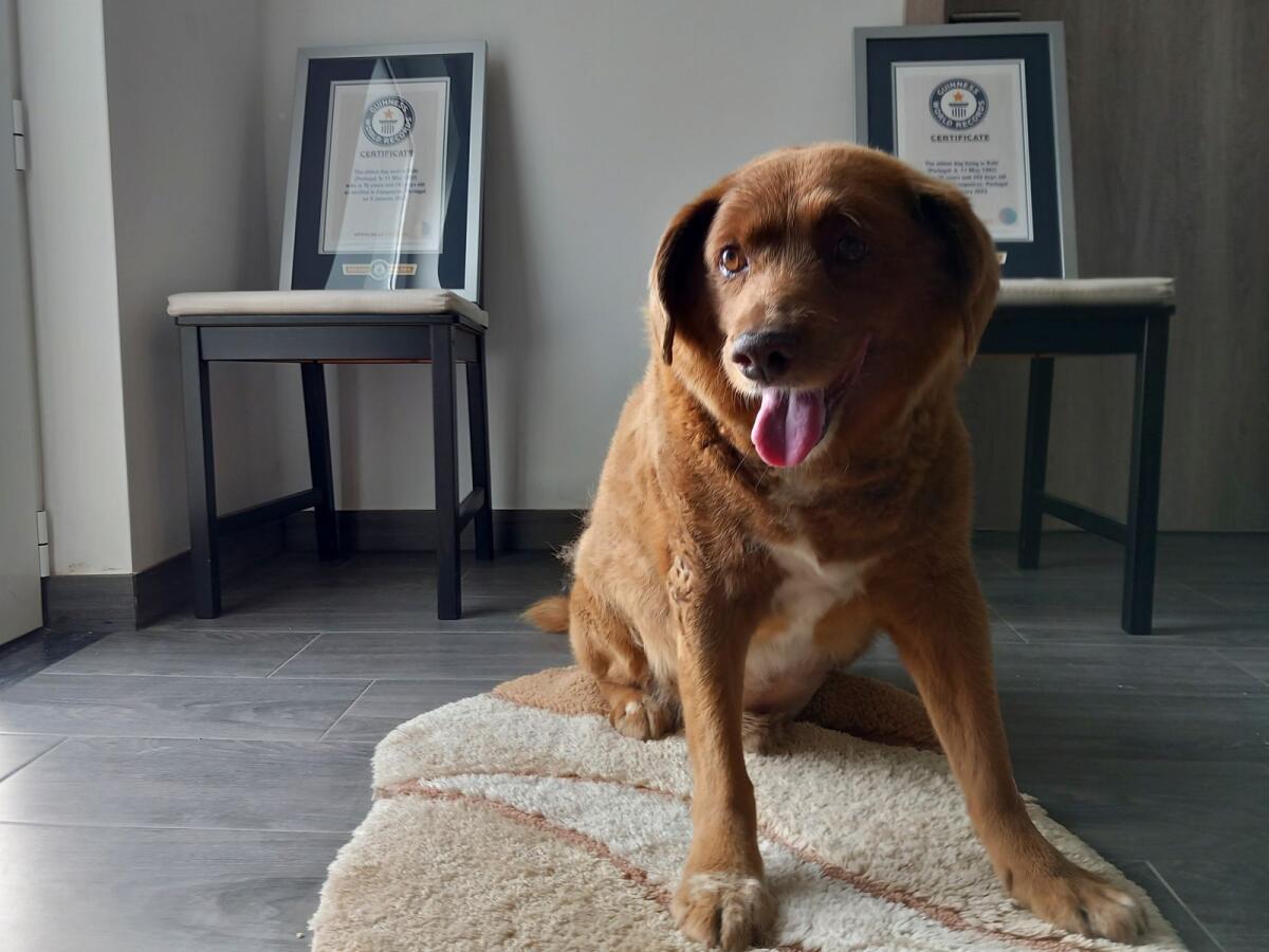 Bobi, a purebred Rafeiro do Alentejo Portuguese dog, poses for a photo with his Guinness World Record certificates for the oldest dog, at his home in Conqueiros, central Portugal, Saturday, May 20, 2023. — AP