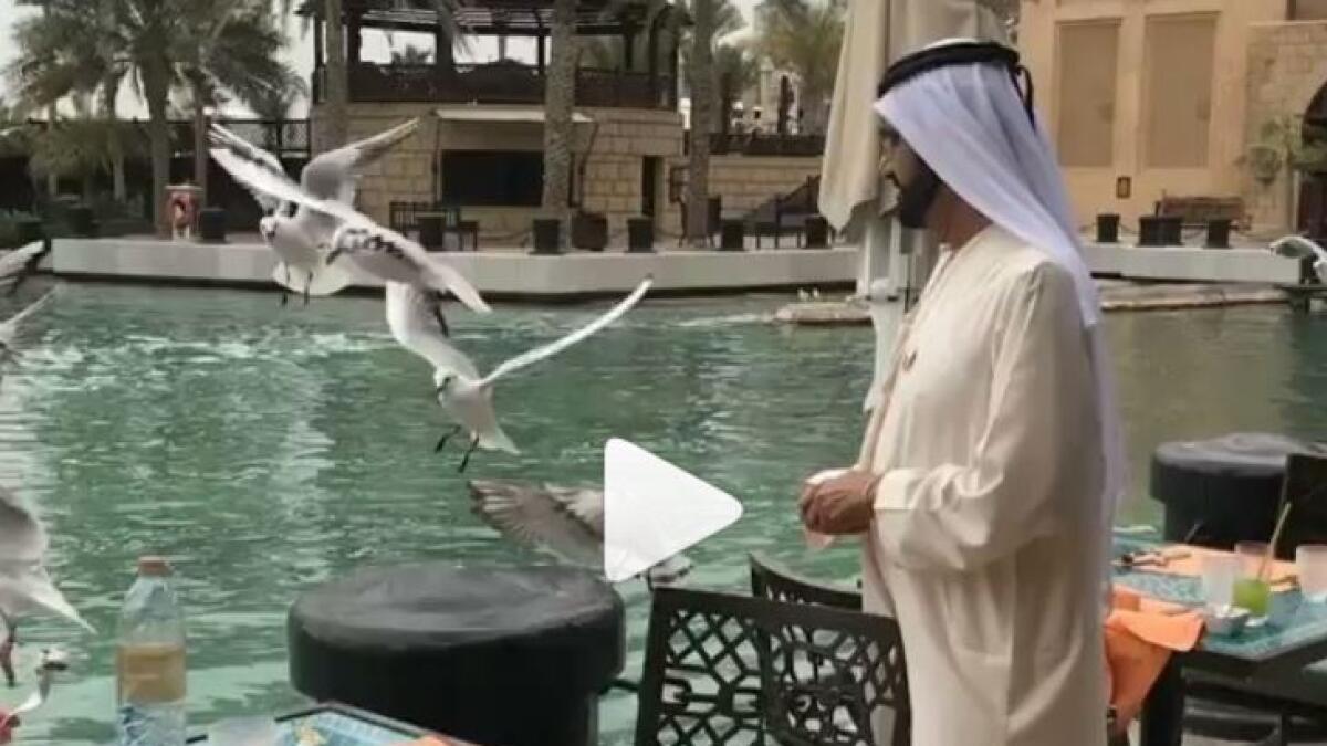 Watch: Sheikh Mohammed feeds birds at Madinat Jumeirah