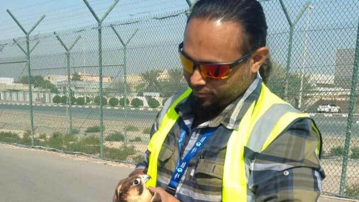Dubai resident rescues falcon tangled in barbed wire fence