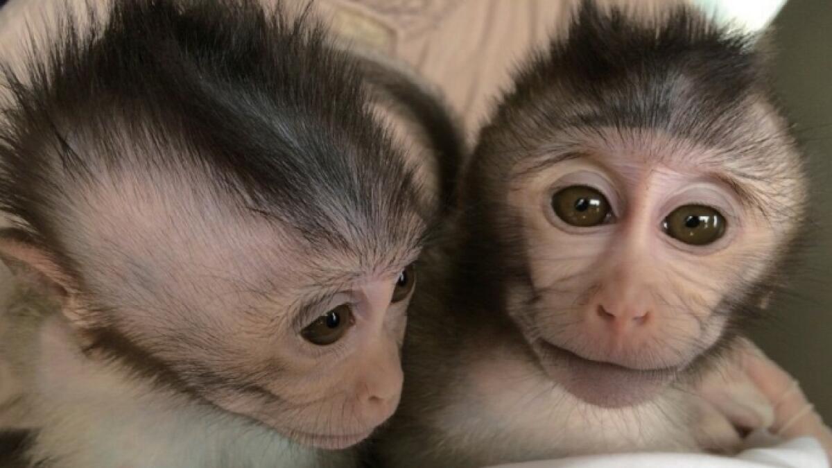 Chinese scientists create autistic monkeys 
