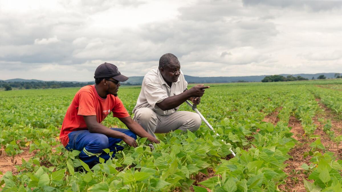 Benard Chinyemba (right), a qualified mechanical engineer, inspects a sugar bean crop with his son (left) at his 80-hectare Benchi farm in Glendale, near Harare - AFP