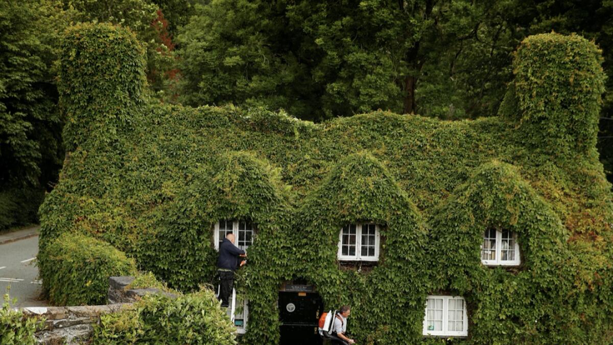 Gardeners trim back the Virginia creeper on the outside of the Tu-Hwnt-I'r Bont tea room as it prepares to reopen as lockdown conditions in Wales ease following the outbreak of the coronavirus disease (Covid-19), in Llanrwst, Britain. Photo: Reuters &lt;p&gt;&lt;/p&gt; &lt;p&gt;&lt;/p&gt; &lt;p&gt;&lt;/p&gt;(Research: Mohammad Thanweeruddin)