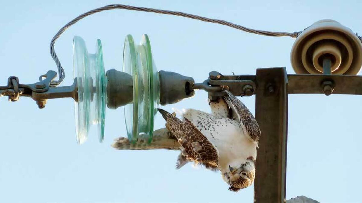 Foundation to combat electrocution of falcons