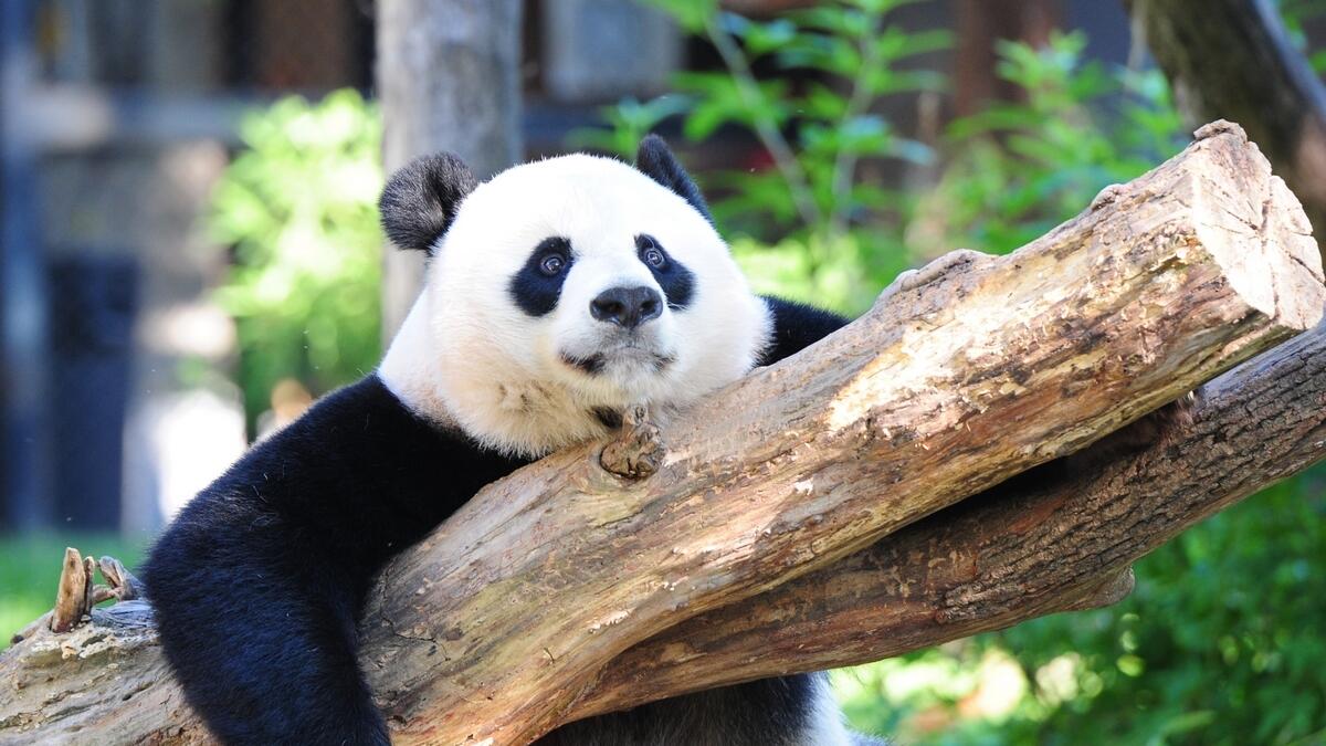 giant, panda, mei, xiang, gave, birth, healthy, cub, national zoo, washington
