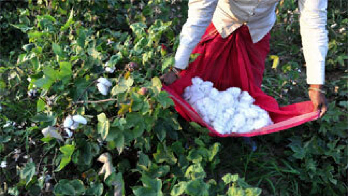 Indian farmers cotton on to sustainable farming
