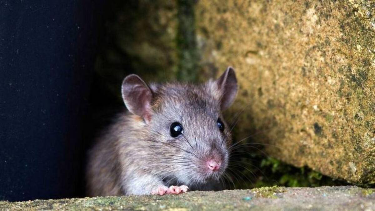 Rat plays cat and mouse with Indian passenger plane 