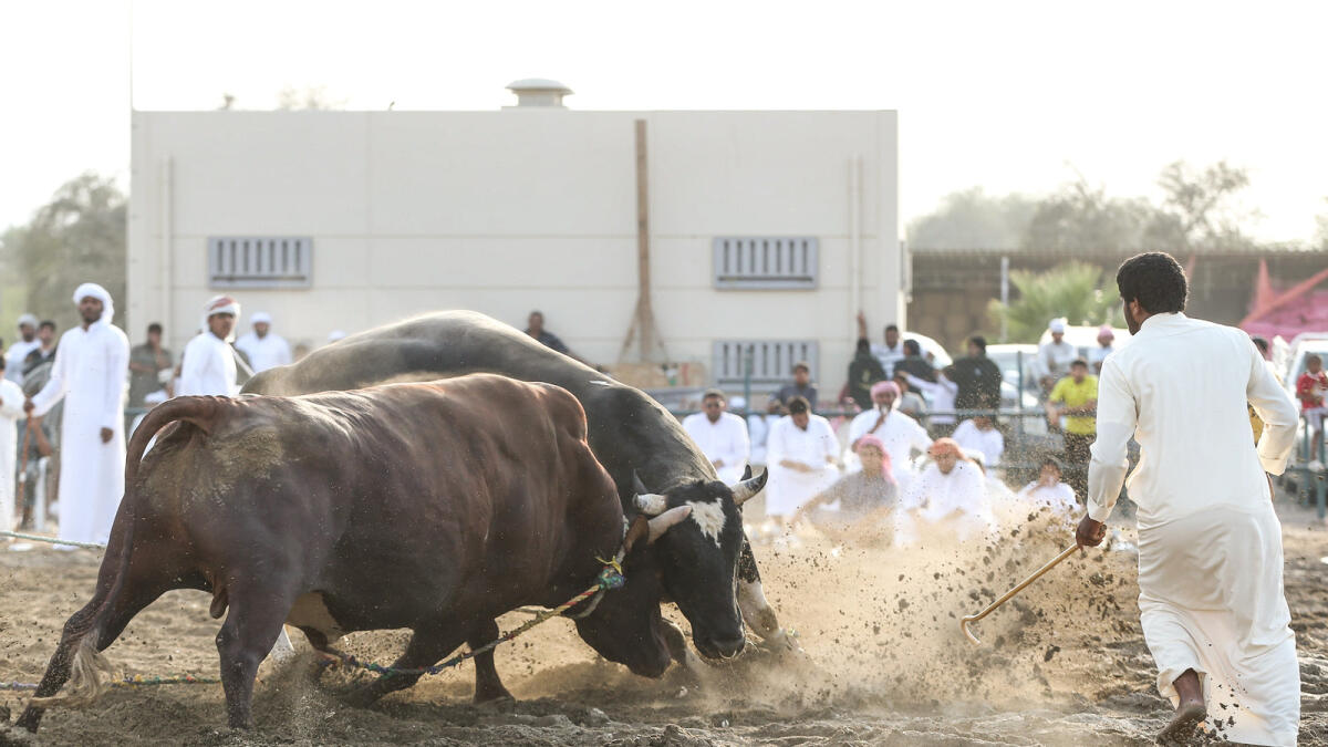 Bulls in action at a Bullfigting game in Fujairah, on Friday, 29 April 2016.  Photo by Leslie Pableo