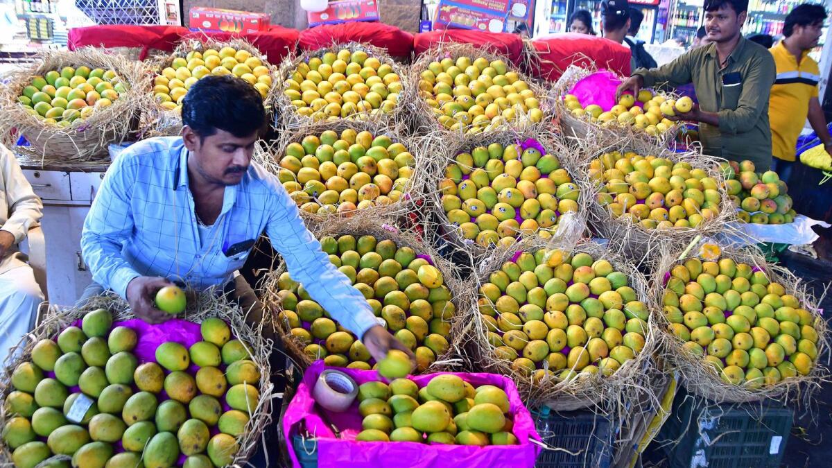 A wholesale mango dealer segregates the mangoes of Konkan Region for sale at Crawford Market, in Mumbai. — PTI file