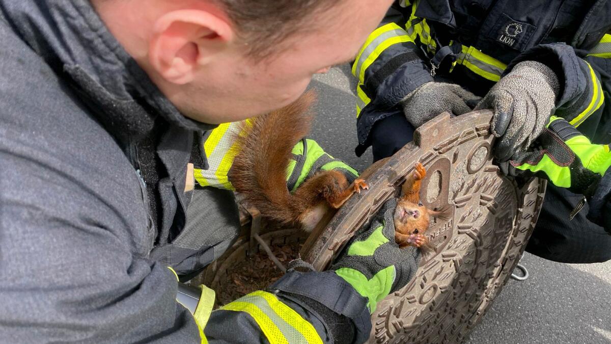 Firefighters freed a squirrel that was stuck in a manhole cover in Dortmund, Germany. — AP