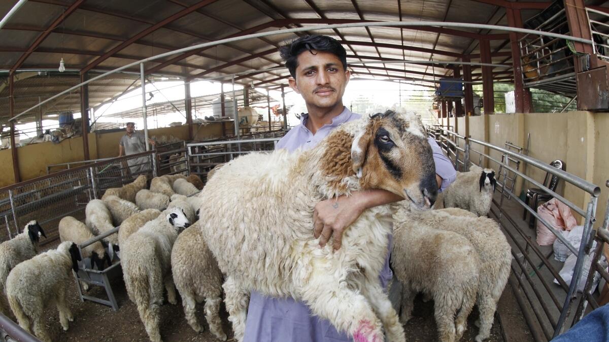 Eid Al Adha 2019, animals, India, Pakistan, Dubai Cattle Market, sacrifice, livestock, UAE residents,  