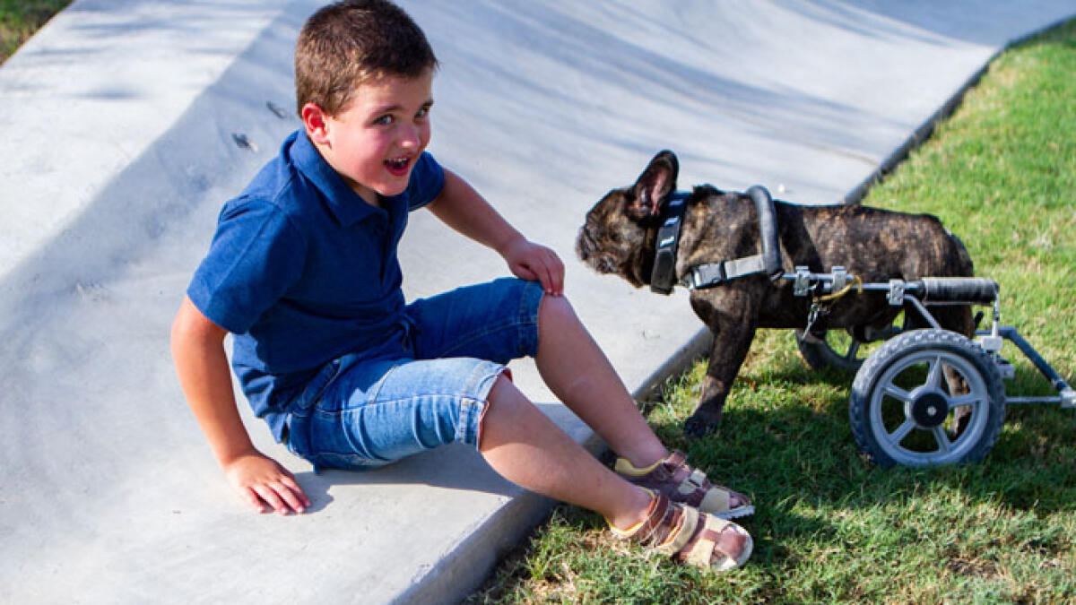 Five-year-old Sam, who has Angelman's syndrome, interacts with Timo the French bulldog who uses a pair of wheels to get around