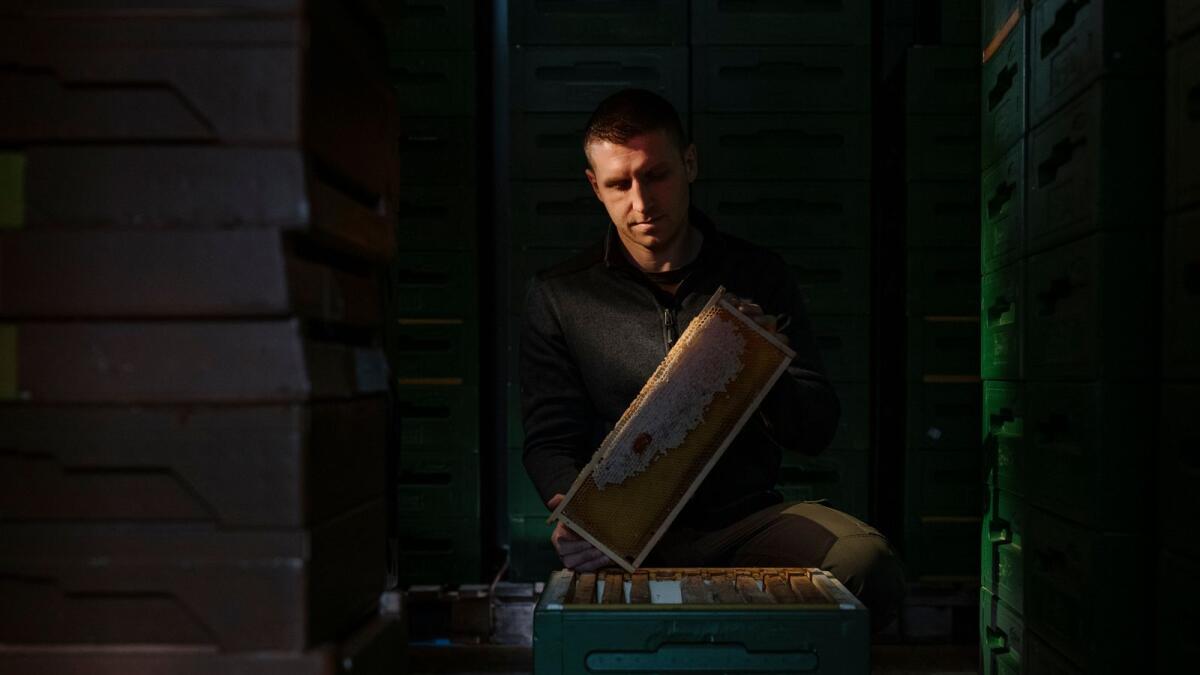 Beekeeper Sandro Huter tends to his bees in Stockenboi, Austria on Nov. 30, 2022. Huter and other beekeepers in the region insist that their bees are also Carniolans, and that some of them simply come in different colors. (Ciril Jazbec/The New York Times)