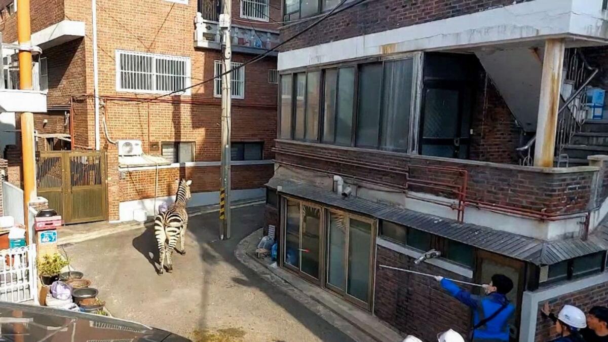 This frame grab taken from video footage provided by the Gwangjin Fire Station shows Sero the zebra being tranquilised with a dart by handlers after escaping from his pen at the Seoul Children's Grand Park in Seoul.   - AFP