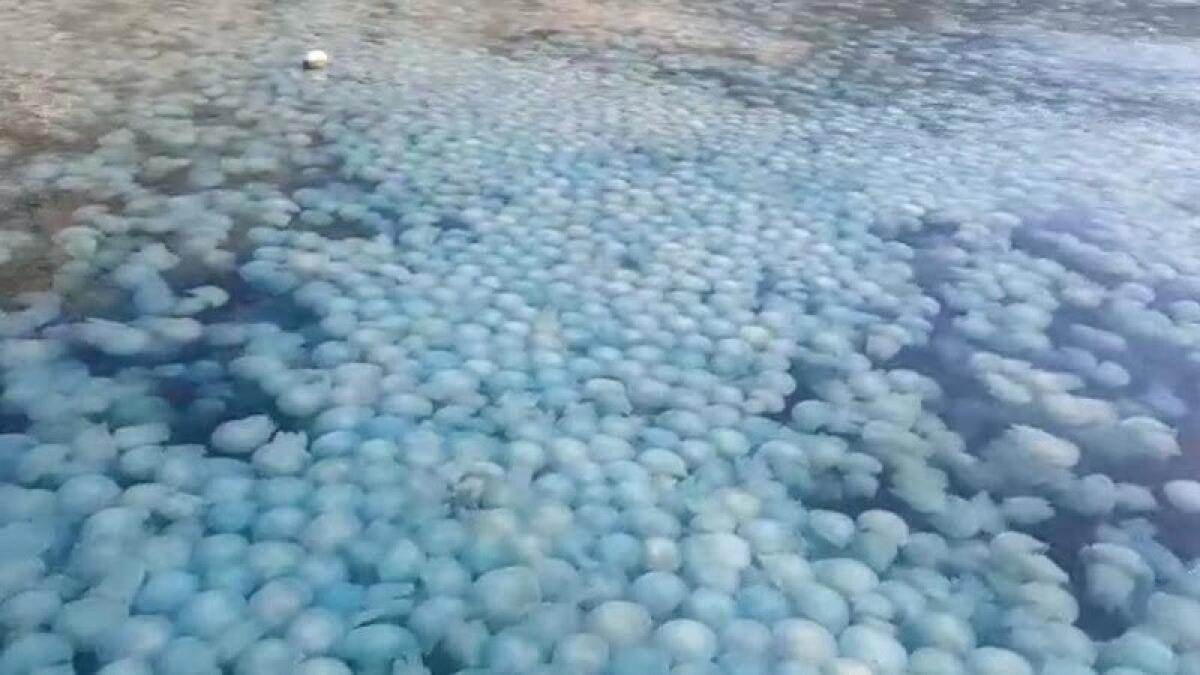 Beach warning issued in UAE amid jellyfish infestation