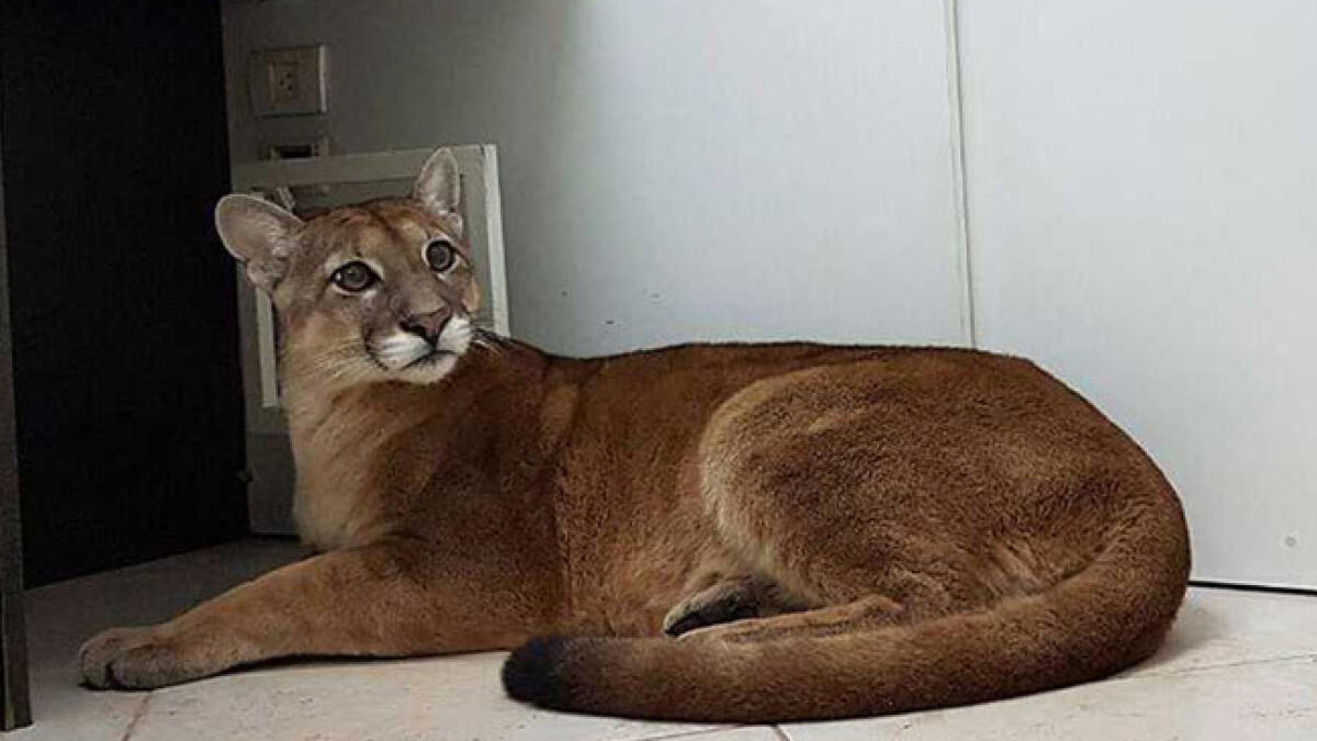 Video: Employees enter office to find roaring Puma under desk 