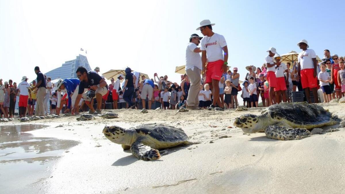 Sending the turtles back to their home