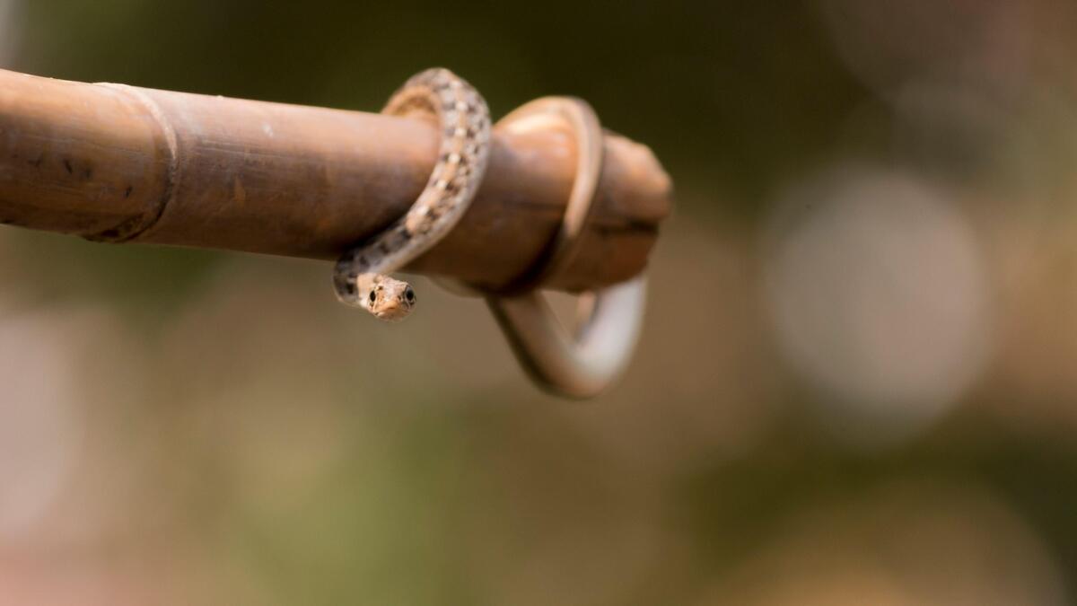 venomous snake, snakelet