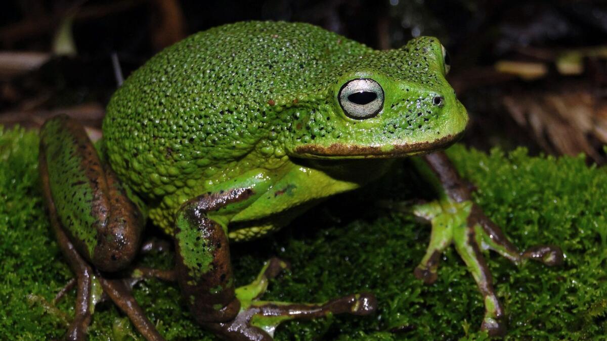 A new species of marsupial frog found in a protected area of the Amazon region between 3,136 and 3,179 metres above sea level in northeastern Peru.