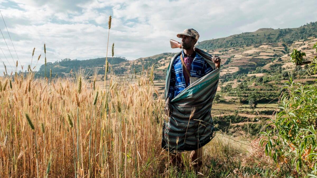 Zeleke Alabachew, farmer and militia fighter, poses in his land near the village of Tekeldengy, northwest of Gondar, Ethiopia.